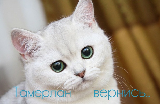 Яркие и красочные именные открытки для Тамерлана            