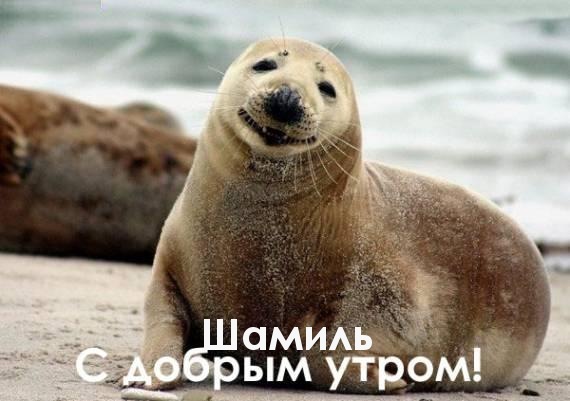 Яркие и красочные именные открытки для Шамиля               