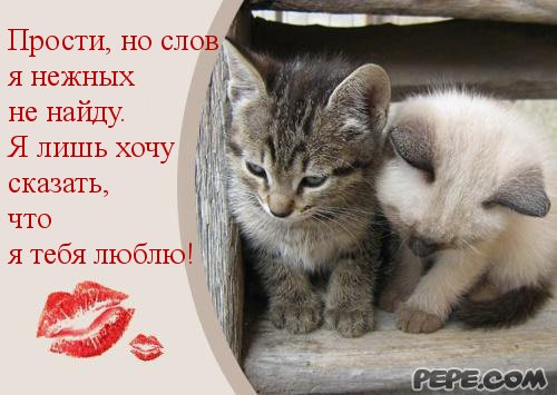 Милые открытки с извинениями на каждый день. Открытки с извинениями 