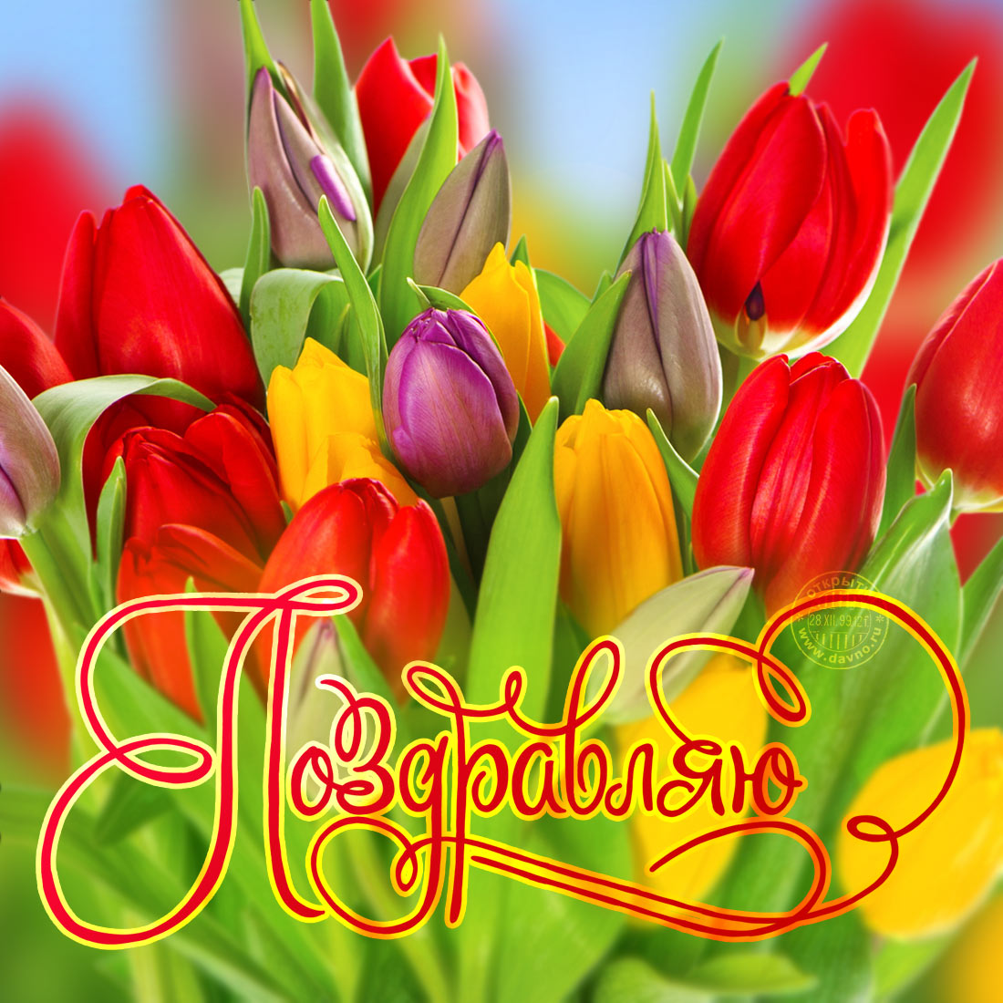 Красивые открытки с тюльпанами на 8 марта                    