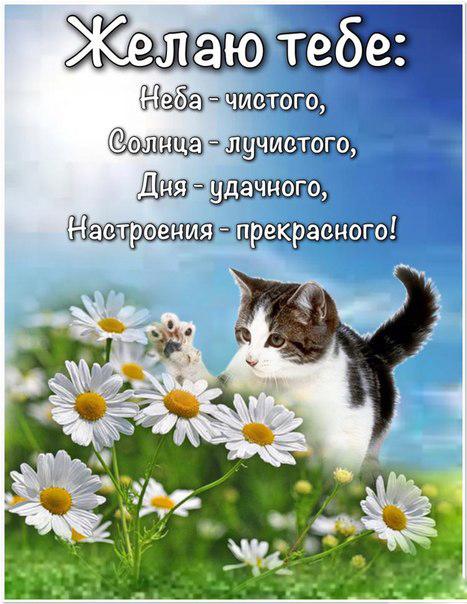Яркие и красивые открытки с пожеланиями хорошего настроения 