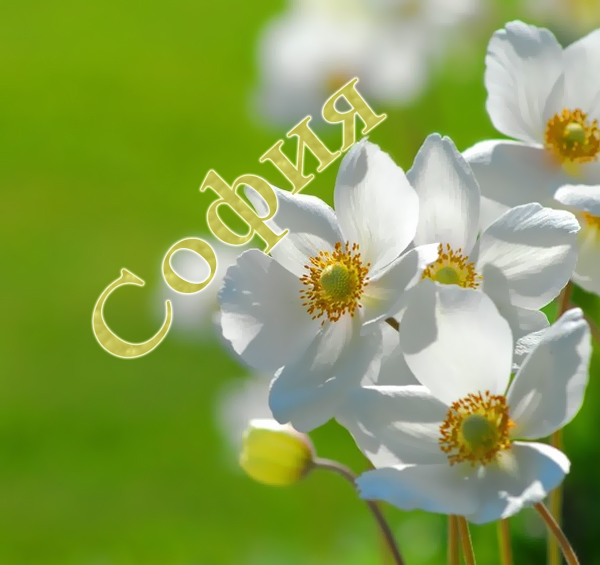 Именные открытки с поздравлениями и пожеланиями для Софии   