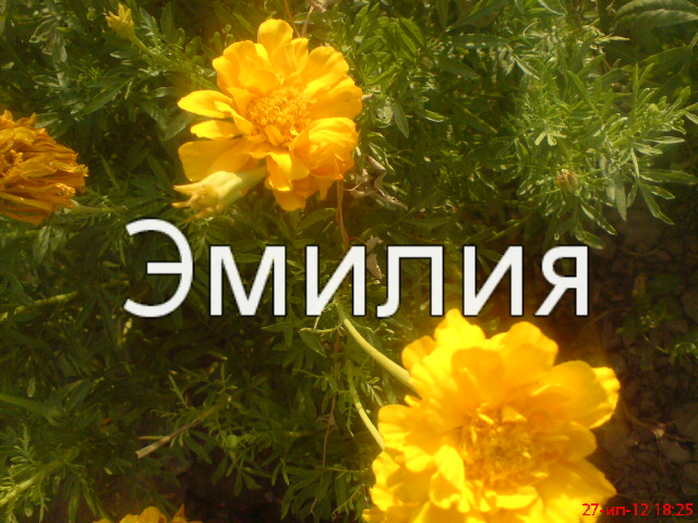 именные открытки с поздравлениями на праздники для Эмилии   