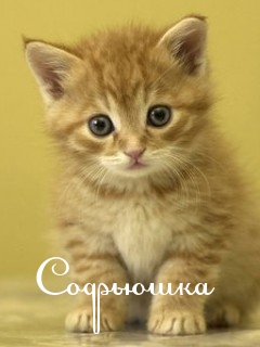 Именные открытки с поздравлениями и пожеланиями для Софьи    