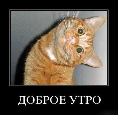 Открытки с приколами на каждое утро. Доброе утро с юмором   