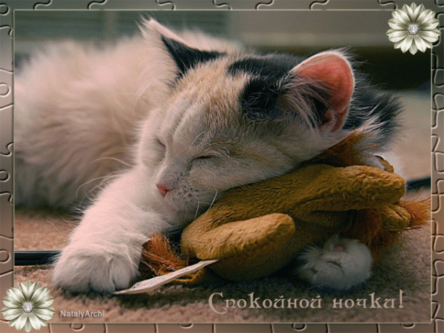 Споки ноки открытки с пожеланиями хороших снов для любимых с котиками