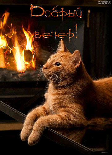 Споки ноки открытки с пожеланиями хороших снов для любимых с котиками