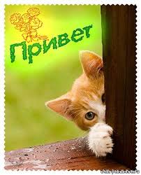 Яркие и красивые открытки с приветствием на каждый  день          