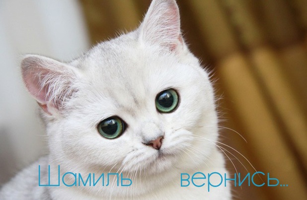 Яркие и красочные именные открытки для Шамиля               