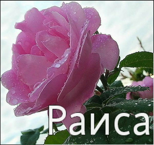 именные открытки с поздравлениями и пожеланиями для Раисы   