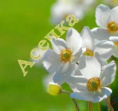 Именные открытки с поздравлениями и пожеланиями для  Аси     