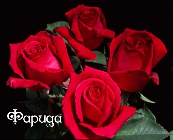 Именные открытки с поздравлениями и пожеланиями для Фариды  