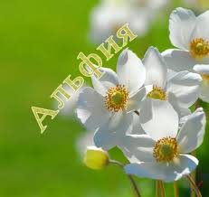 Именные открытки с пожеланиями и поздравлениями для Альфии   