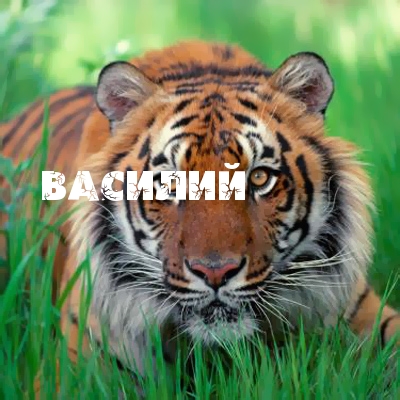 Именные открытки на праздники и каждый день для Василия              