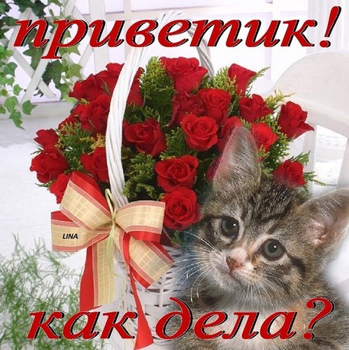 Яркие и красивые открытки с приветствием на каждый  день          