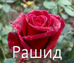 Яркие и красочные именные открытки на праздники для Рашида   