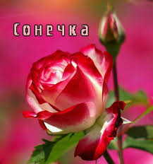 Именные открытки с поздравлениями и пожеланиями для Софьи    