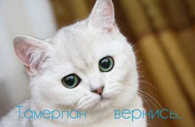 Открытки с именем Тамерлан Яркие и красочные именные открытки для Тамерлана            