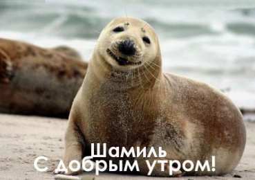 Открытки с именем Шамиль Яркие и красочные именные открытки для Шамиля               