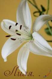 открытки с именем Лилия Именные открытки с пожеланиями и поздравлениями для Лилии    