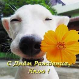 Открытки с именем Яков Яркие и красочные именные открытки для Якова                