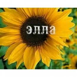 Открытки открытки с именем Элла Именные открытки с поздравлениями и пожеланиями для Эллы      Открытки с поздравлениями и пожеланиями для Эллы на день рождения. Именные открытки на праздники. Открытки с именем Элла на каждый день. Именные открытки       