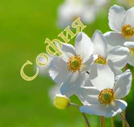 открытки с именем София Именные открытки с поздравлениями и пожеланиями для Софии   