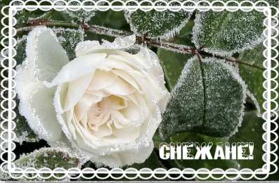 открытки с именем Снежана именные открытки на праздники и каждый день для Снежаны      