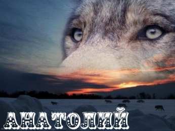 открытки с именем Анатолий Именные открытки с поздравлениями и пожеланиями для Анатолия 