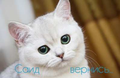 Открытки с именем Саид Яркие и красочные именные открытки для Саида                     