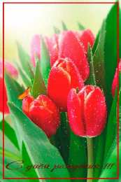 открытки с тюльпанами на день рождения Красивые открытки с тюльпанами на день рождения              