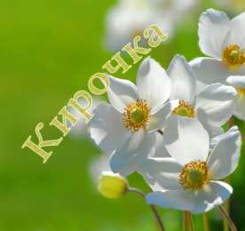 открытки с именем Кира Именные открытки с поздравлениями на день рождения для Киры 