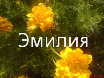 открытки с именем Эмилия именные открытки с поздравлениями на праздники для Эмилии   