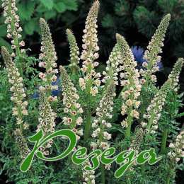 открытки с именем Резеда  Именные открытки с поздравлениями и пожеланиями для Резеды   