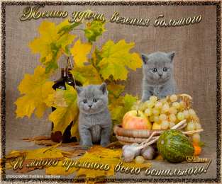 открытки с пожеланиями всего хорошего Милые открытки с пожеланиями  всего хорошего. Удачи, счастья 