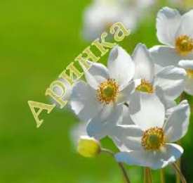 открытки с именем Арина  Яркие именные открытки с поздравлениями и пожеланиями для Арины  