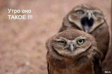 Открытки с приколами доброе утро Открытки с приколами на каждое утро. Доброе утро с юмором   