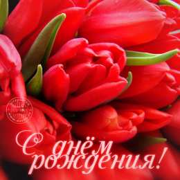 открытки с тюльпанами на день рождения Красивые открытки с тюльпанами на день рождения              