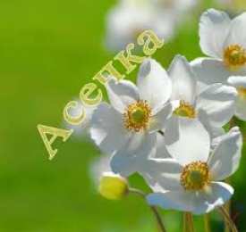 открытки с именем Ася Именные открытки с поздравлениями и пожеланиями для  Аси     