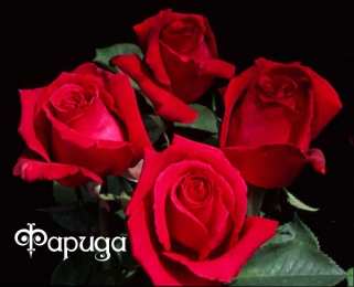 открытки с именем Фарида Именные открытки с поздравлениями и пожеланиями для Фариды  