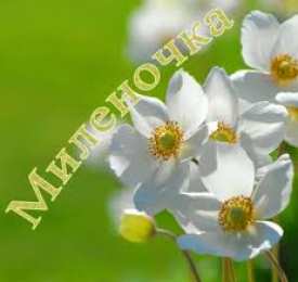 открытки с именем Милена Именные открытки с поздравлениями на праздники для Милены   