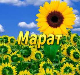 Открытки с именем Марат  Яркие и красочные  именные  открытки  для  Марата                              