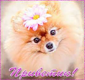 открытки с приветствием  Яркие и красивые открытки с приветствием на каждый  день          