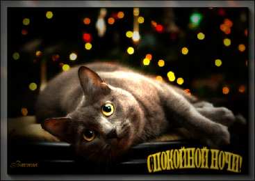 открытки с пожеланиями спокойной ночи  Споки ноки открытки с пожеланиями хороших снов для любимых с котиками