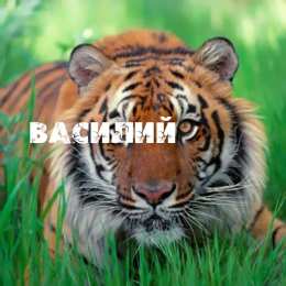 открытки с именем Василий Именные открытки на праздники и каждый день для Василия              