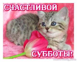 открытки с пожеланиями хорошей субботы  Яркие и красивые открытки с пожеланиями  отличной субботы   